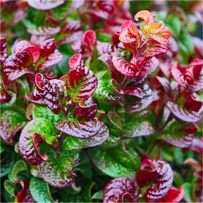 Leucothoe axillaris Curly Red