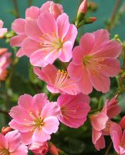 Lewisia cotyledon Hybrids