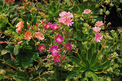 Lewisia Cotyledon - Bedding - Windyridge Garden Centre