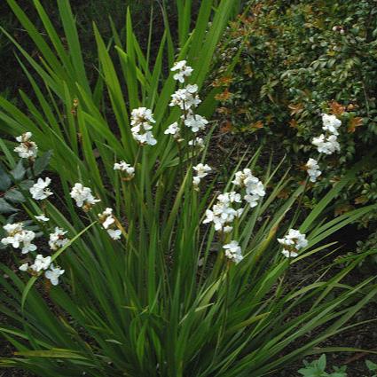 LIBERTIA grandiflora       3L