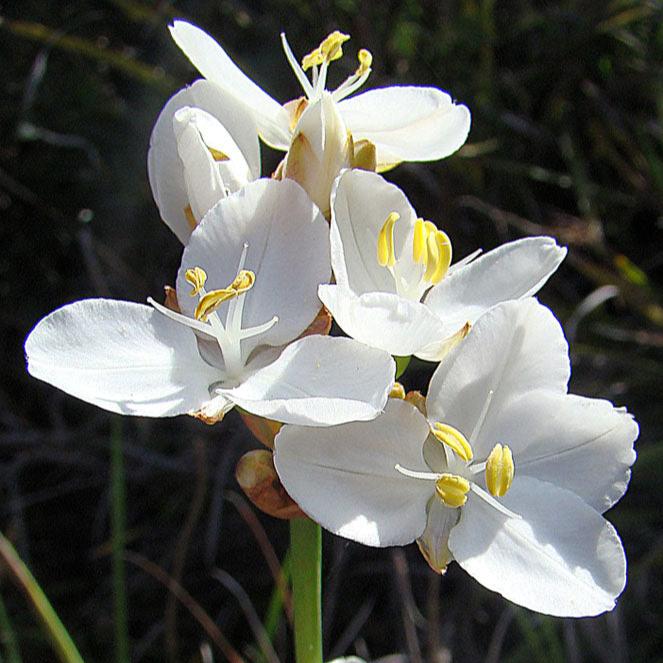LIBERTIA grandiflora