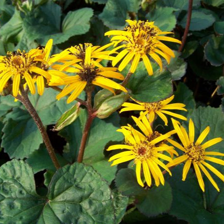 Ligularia dent. Othello