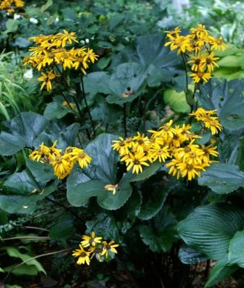 Ligularia dentata Desdemona