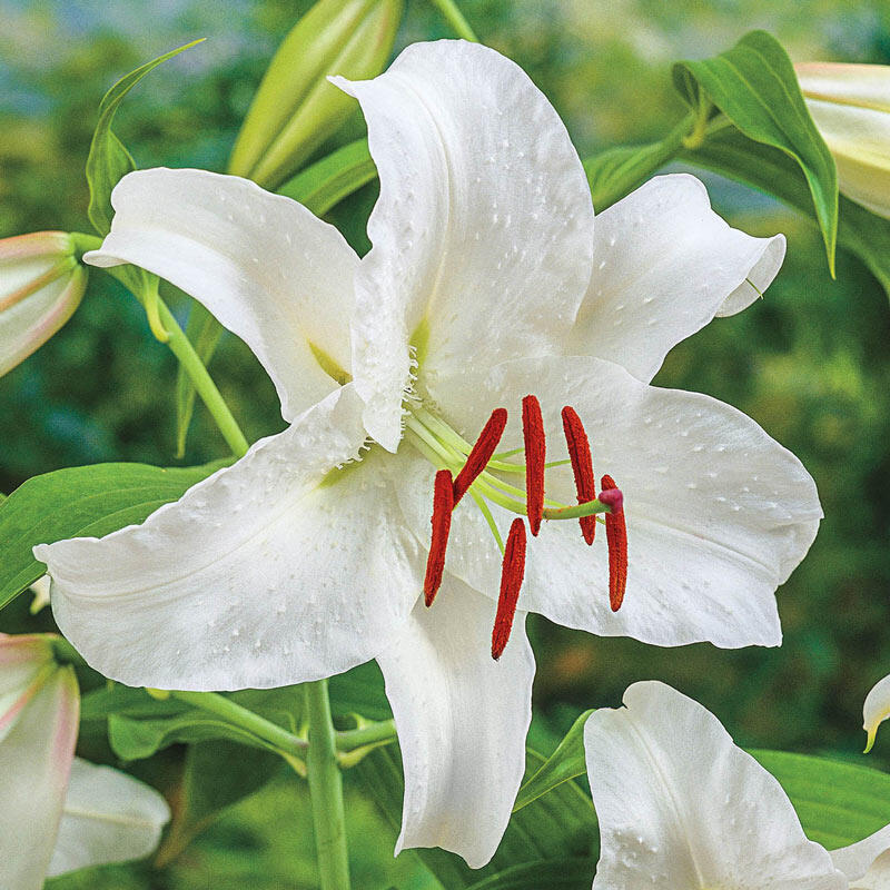LILY CASA BLANCA X 2
