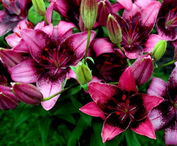 Lily Purple Dream - Bulbs - Windyridge Garden Centre