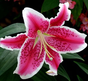 LILIUM STAR GAZER X 5