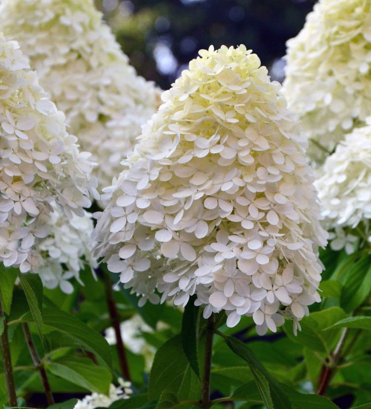 Hydrangea Pan. Limelight -  - Windyridge Garden Centre