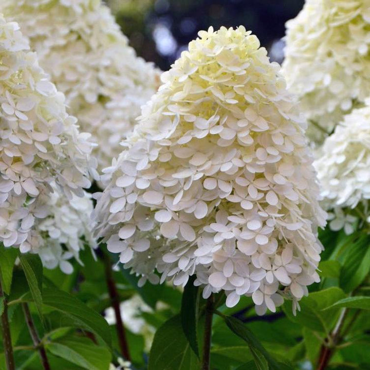 Hydrangea pan. Limelight