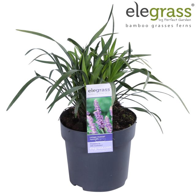 Liriope musc. Ingwersen