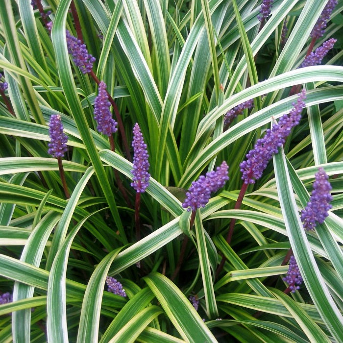Liriope muscari Variegata