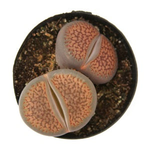 Lithops - Indoor Plants - Windyridge Garden Centre