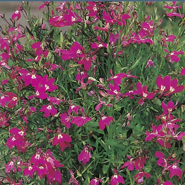 Trailing Rose Lobelia