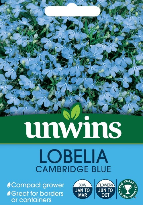 Lobelia Cambridge Blue