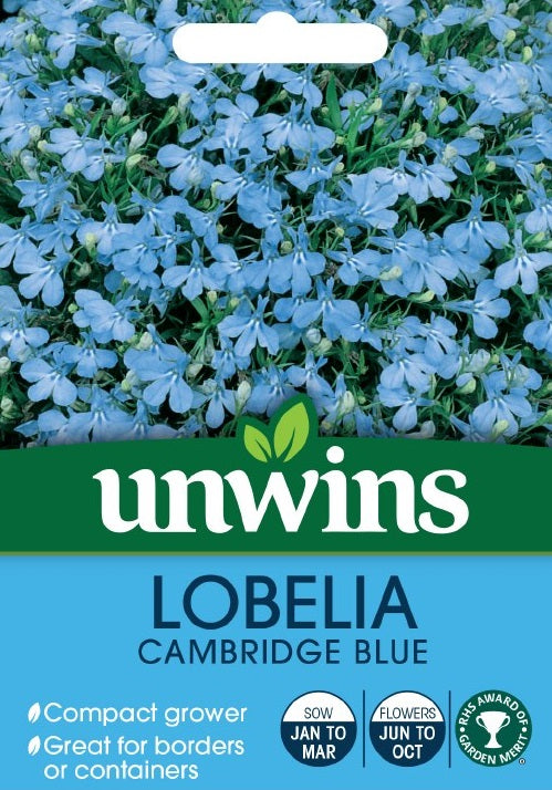 Lobelia Cambridge Blue