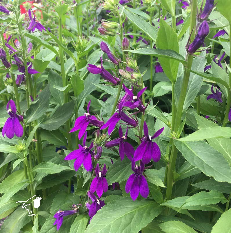 Lobelia Starship Blue