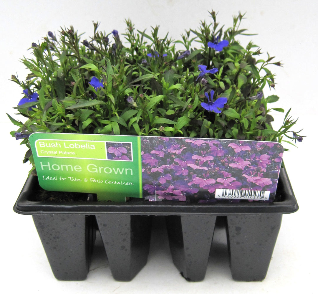 LOBELIA CRYSTAL PALACE 12PK