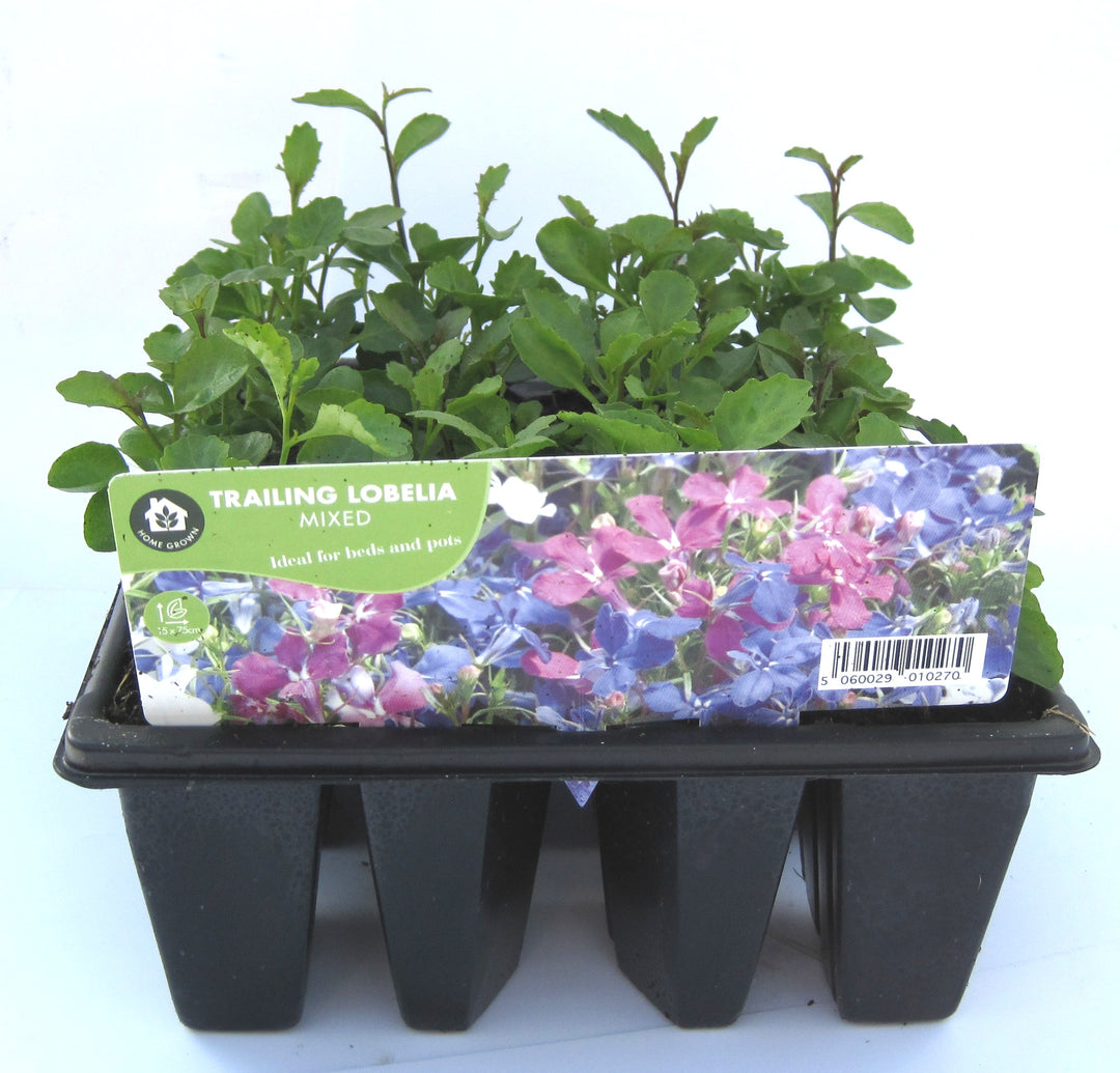 LOBELIA MIXED TRAILING 12PK