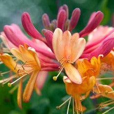 Lonicera Heckr. Goldflame - Climbers - Windyridge Garden Centre