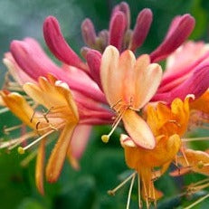 LONICERA HECK. GOLDFLAME