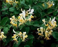 Lonicera Graham Thomas - Climbers - Windyridge Garden Centre