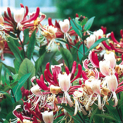 Lonicera Serotina - Climbers - Windyridge Garden Centre