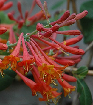 Lonicera Brownii Dropmore Scarlet  2 Ltr - Climbers - Windyridge Garden Centre