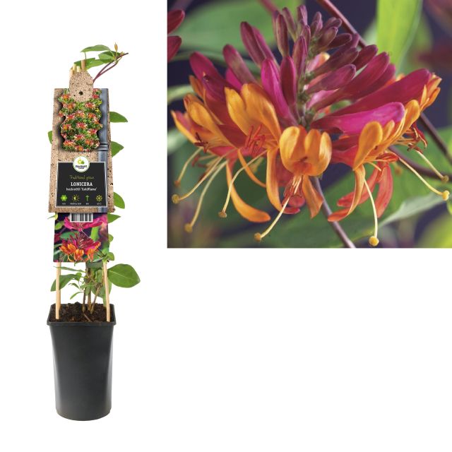 Lonicera heckr. Goldflame