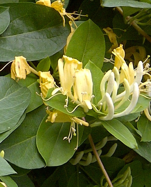 Lonicera japonica Halliana  2 Ltr