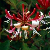 Lonicera per. Serotina