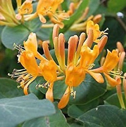 Lonicera tellmanniana