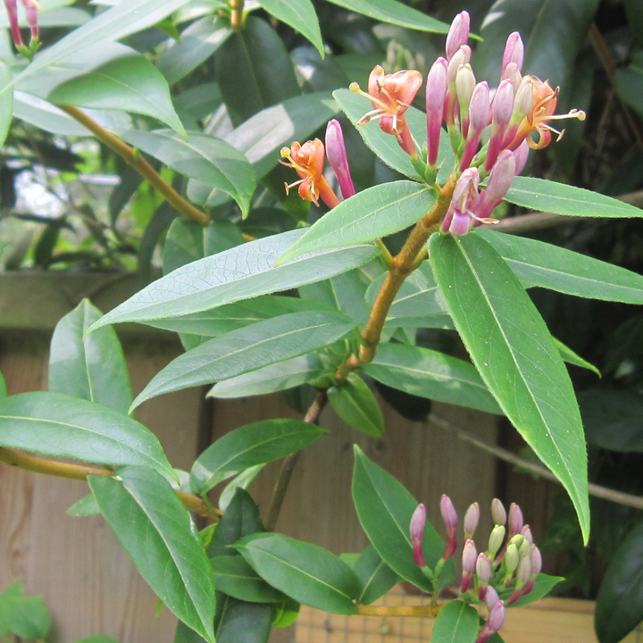 Lonicera Henryi