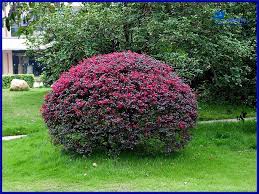 Loropetalum chin. Fire Dance