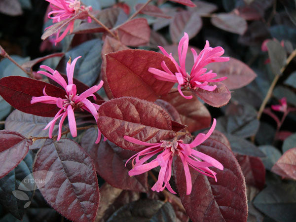 Loropetalum Chinense Fire Dance - Shrubs - Windyridge Garden Centre