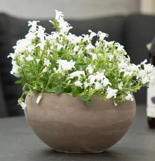 Basalt Luna Bowl 19X10Cm - Pots - Windyridge Garden Centre