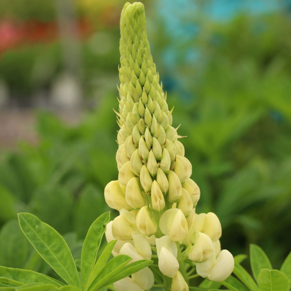 Lupinus Wc Polar Princess - Herbaceous - Windyridge Garden Centre