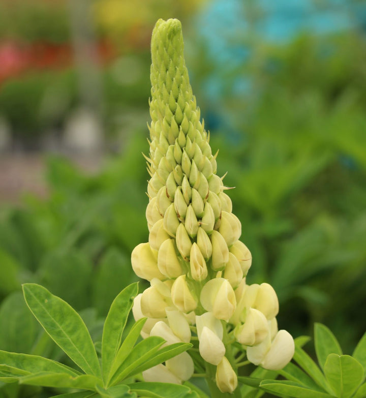 LUPINUS Polar Princess
