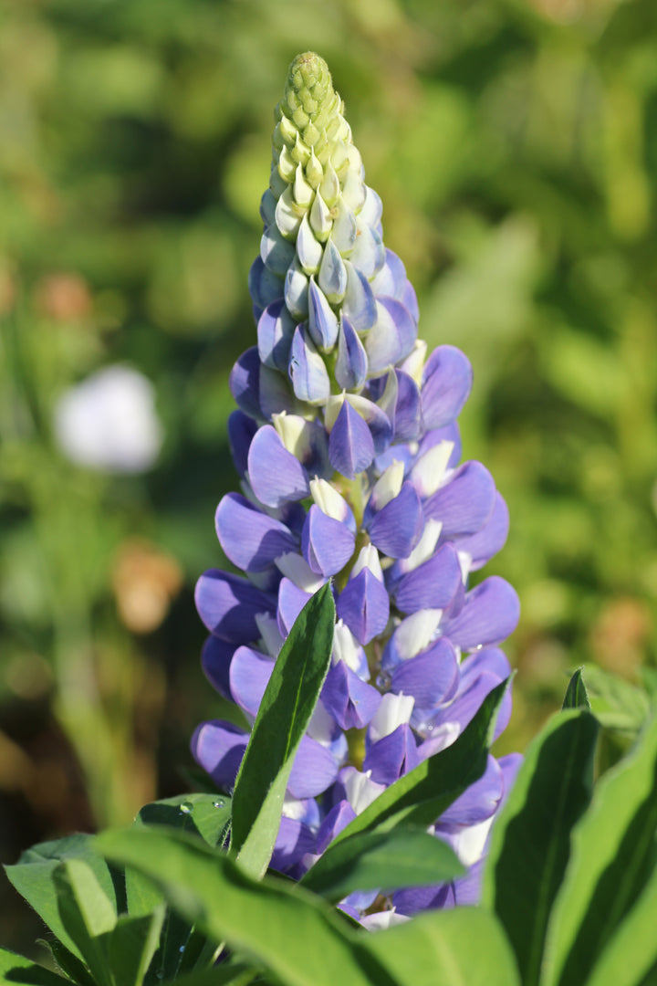 Lupinus Gallery Blue