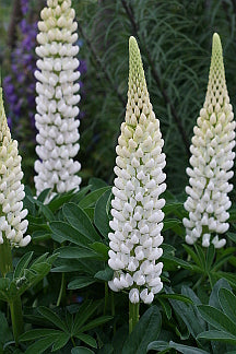 Lupinus Gallery White