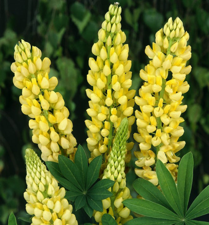 Lupinus Gallery Yellow