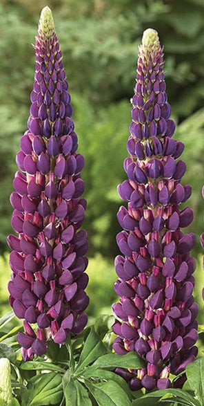 Lupinus Masterpiece - Herbaceous - Windyridge Garden Centre