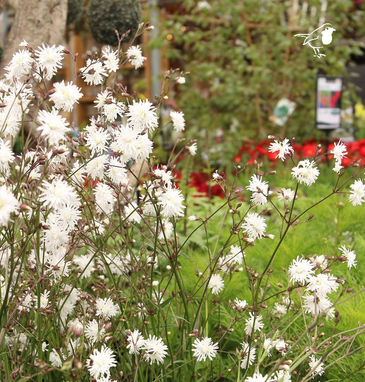 Lychnis Petit Henri 2L
