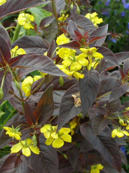 Lysimachia cil. Firecracker