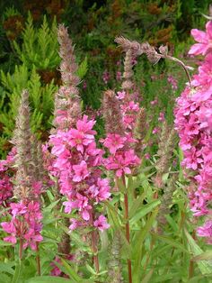Lythrum sal.  Robin