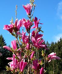 Magnolia Susan - Shrubs - Windyridge Garden Centre