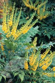 Mahonia Wintersun 3Lt - Shrubs - Windyridge Garden Centre