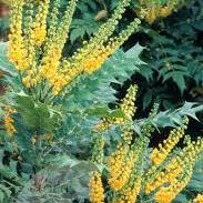 MAHONIA MEDIA WINTER SUN