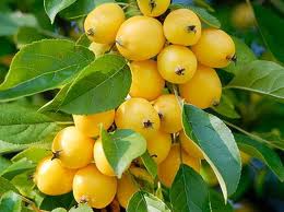 MALUS GOLDEN HORNET