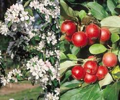 MALUS GORGEOUS