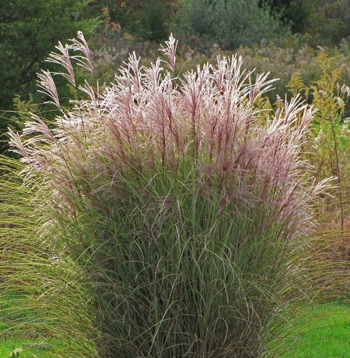 Chinese Silver Grass Miscanthus Sinensis Morning Light (3Ltr Pot)