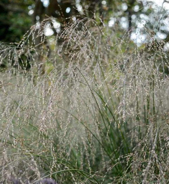 Molinia Arund Transparent - Herbaceous - Windyridge Garden Centre